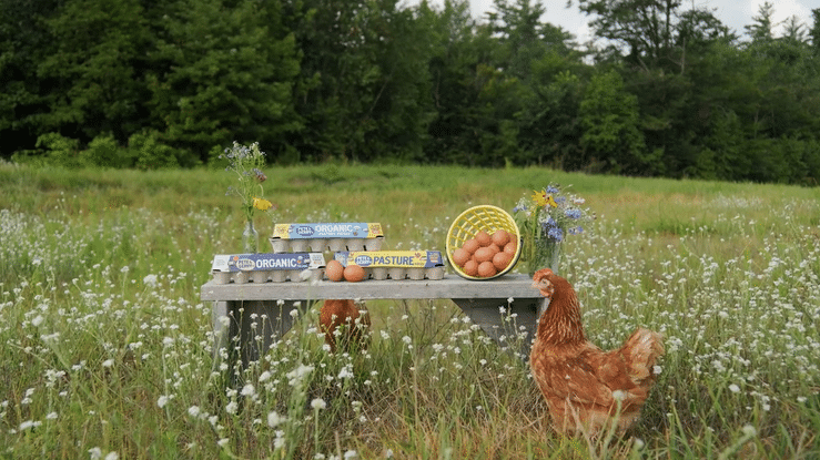 A chicken standing in a field with a wooden table holding eggs, cartons, flowers, and a basket, with green trees in the background.