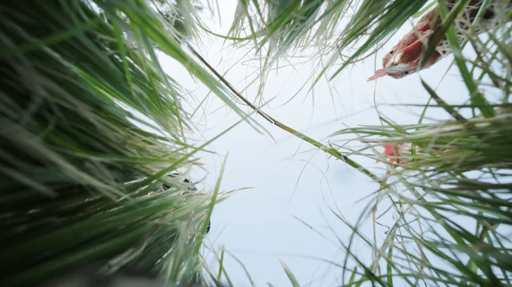 View through tall grass at a small body of water with a crab on the right side.