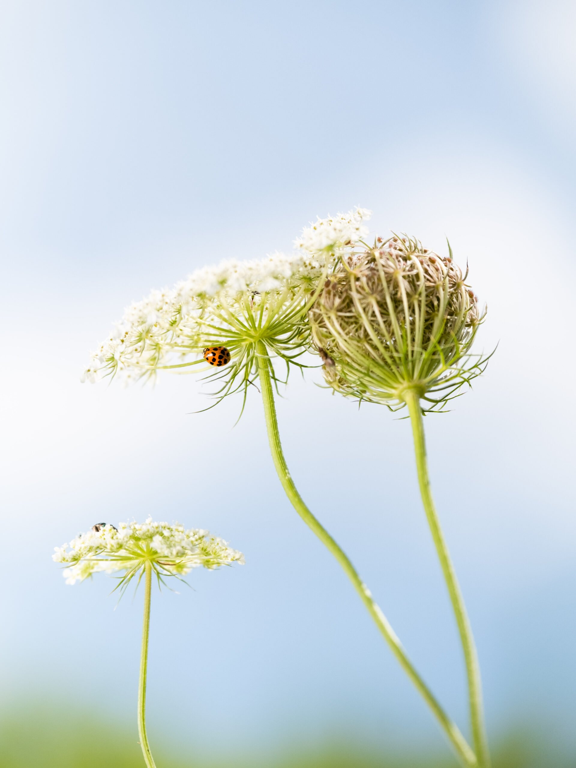 Close-up of three white flowering plants with a ladybug on one flower and a black insect on another against a blue sky background.