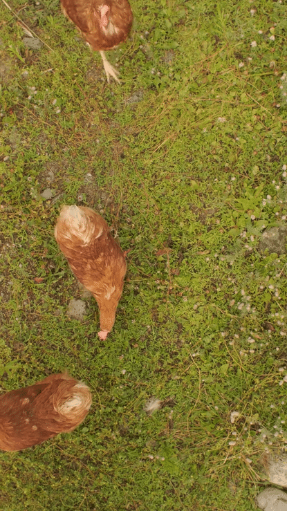 Three chickens pecking at green grass and small plants on the ground.