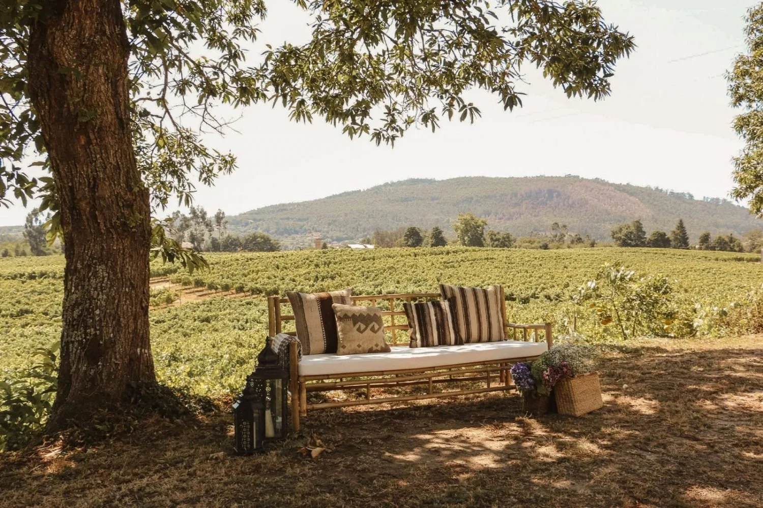 09-vineyard-view-bench-under-tree.jpg