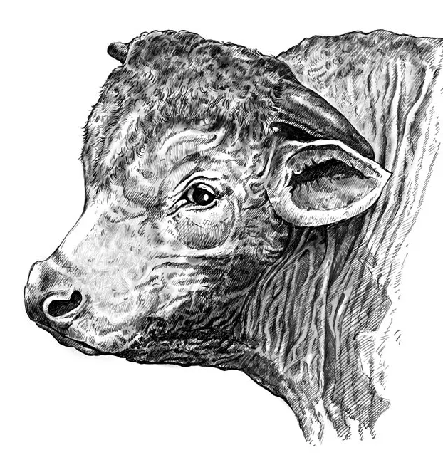 Black and white illustration of a bison's head, showing detailed fur, horns, and facial features.
