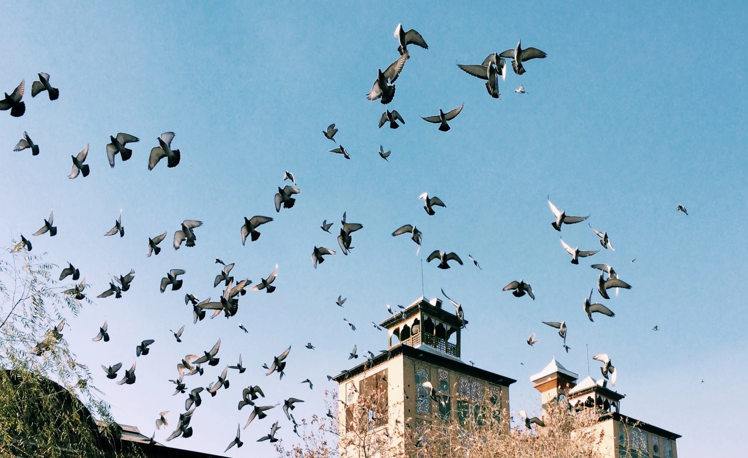 A flock of pigeons flying above buildings with decorative rooftops against a clear blue sky.