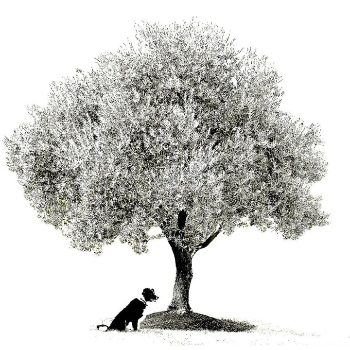 Mother Tree Olive Grove