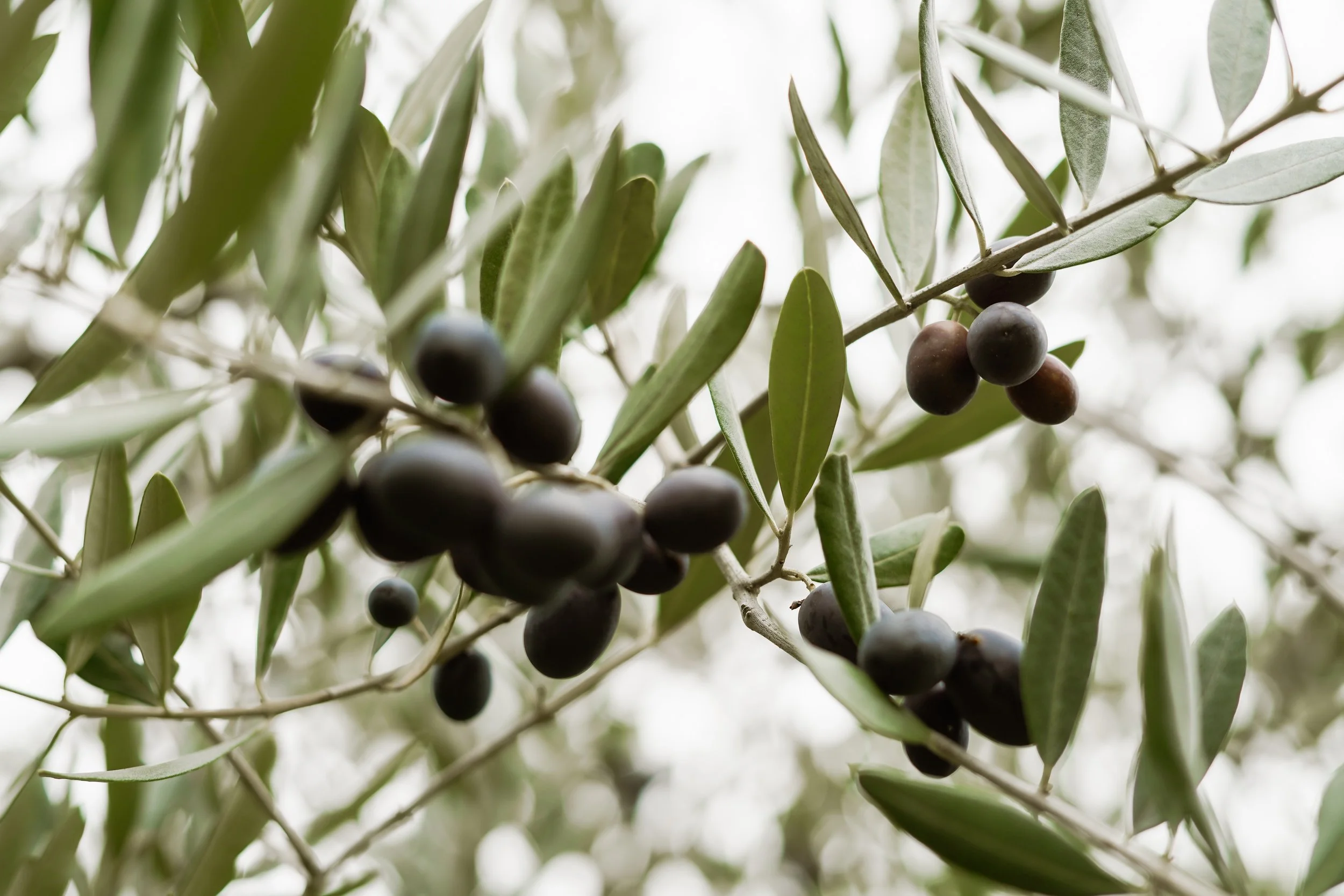 Close-up of an olive branch with green leaves and unripe black olives.