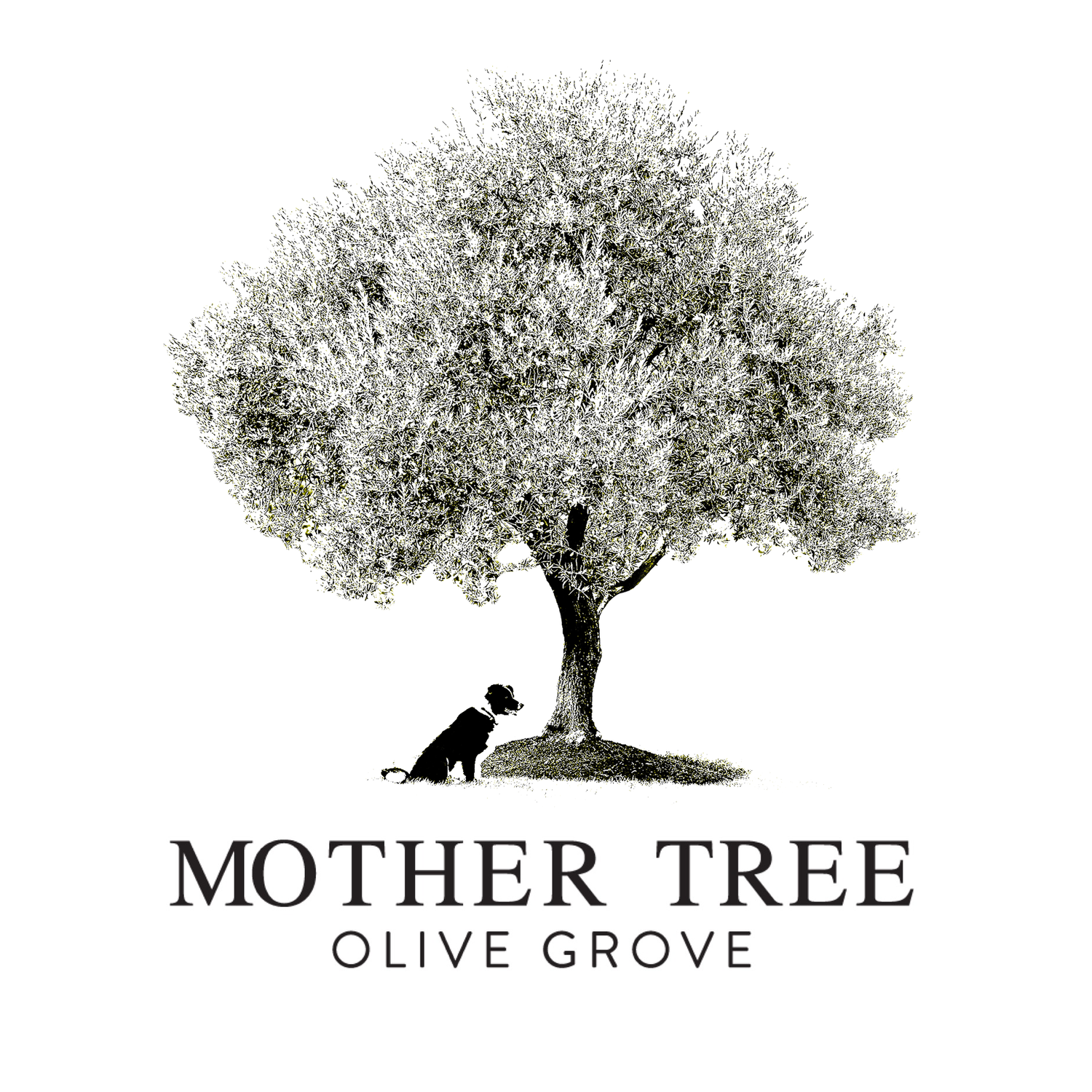 Mother Tree Olive Grove
