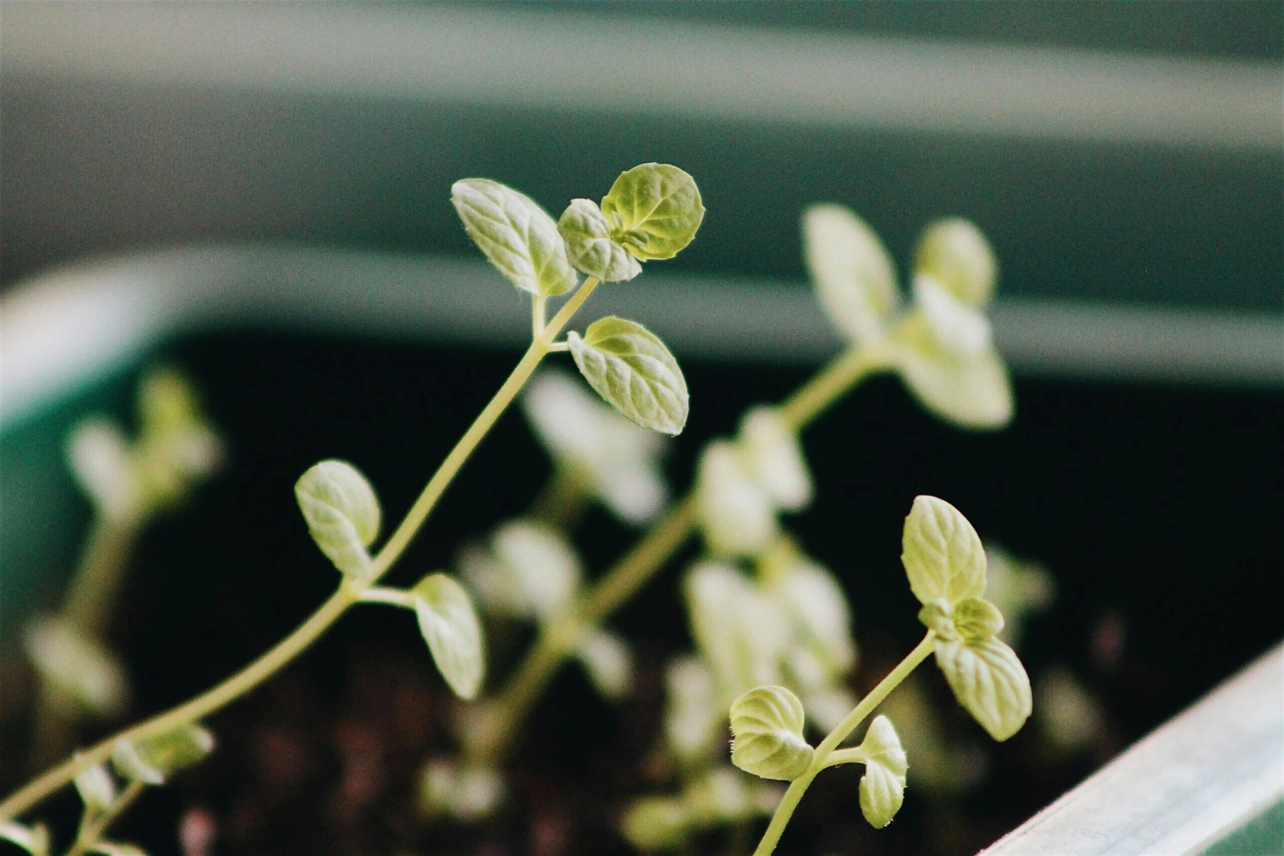 Close-up of small green herb plant growing in a pot.
