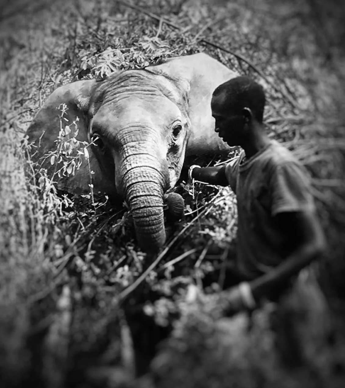 Tanzania Elephant Rescue &amp; Reserve
