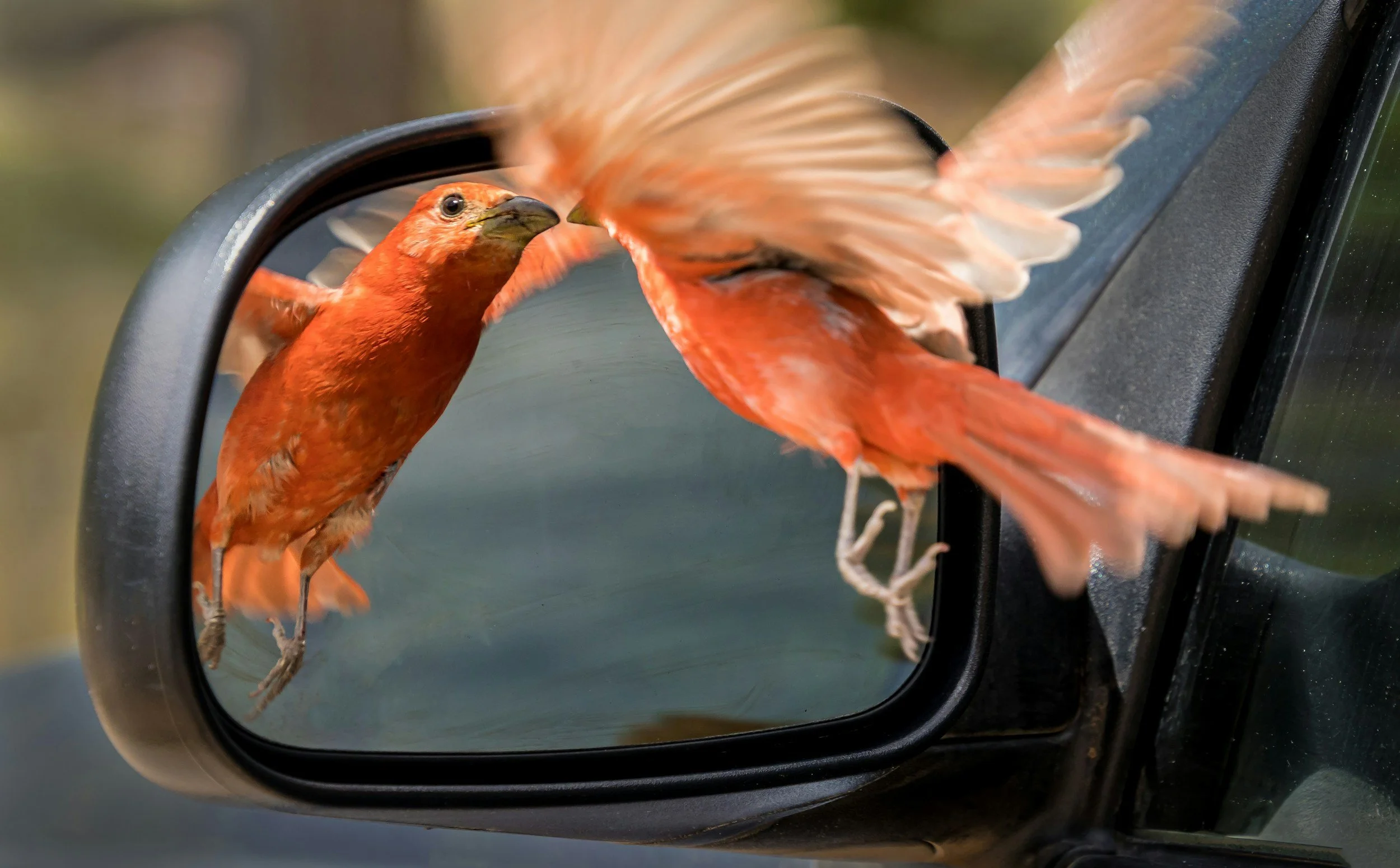 bird-flying-into-a-mirror