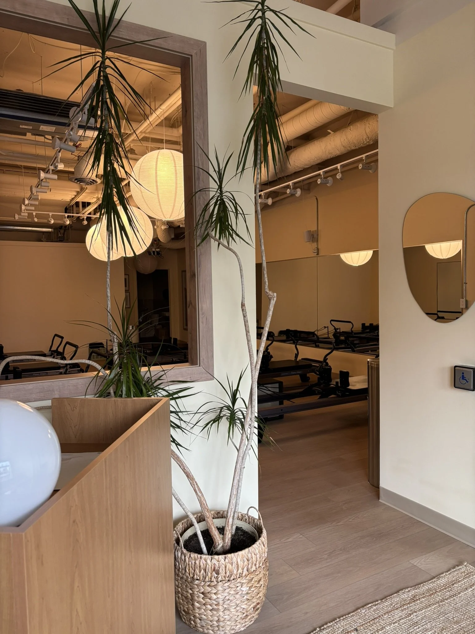 Indoor space with a tall potted plant in a woven basket, a wooden partition, a mirror on the wall, and ceiling lights visible in the background.
