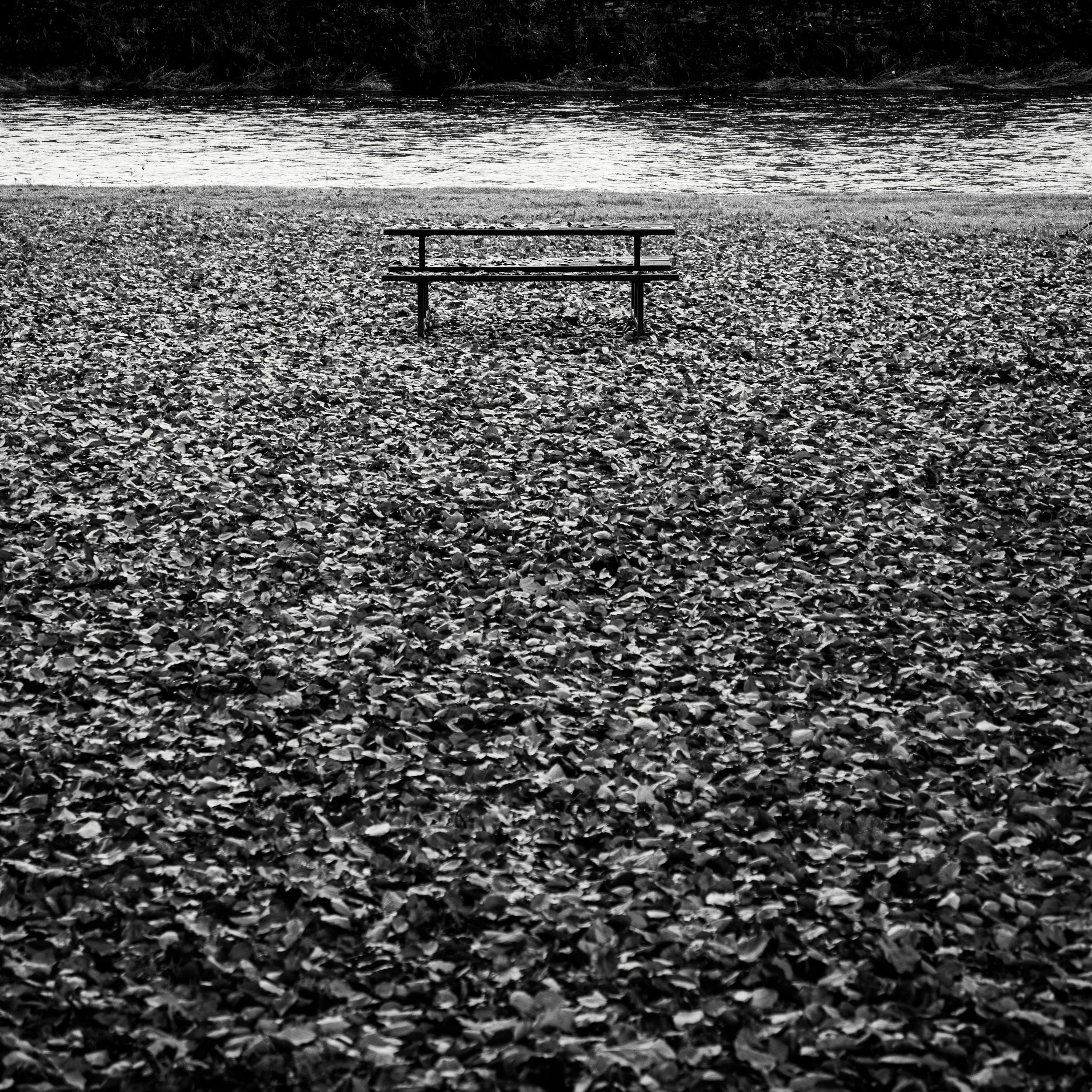 A dramatic, high-contrast black and white composition focusing on a lone park bench in a dense field of fallen leaves.