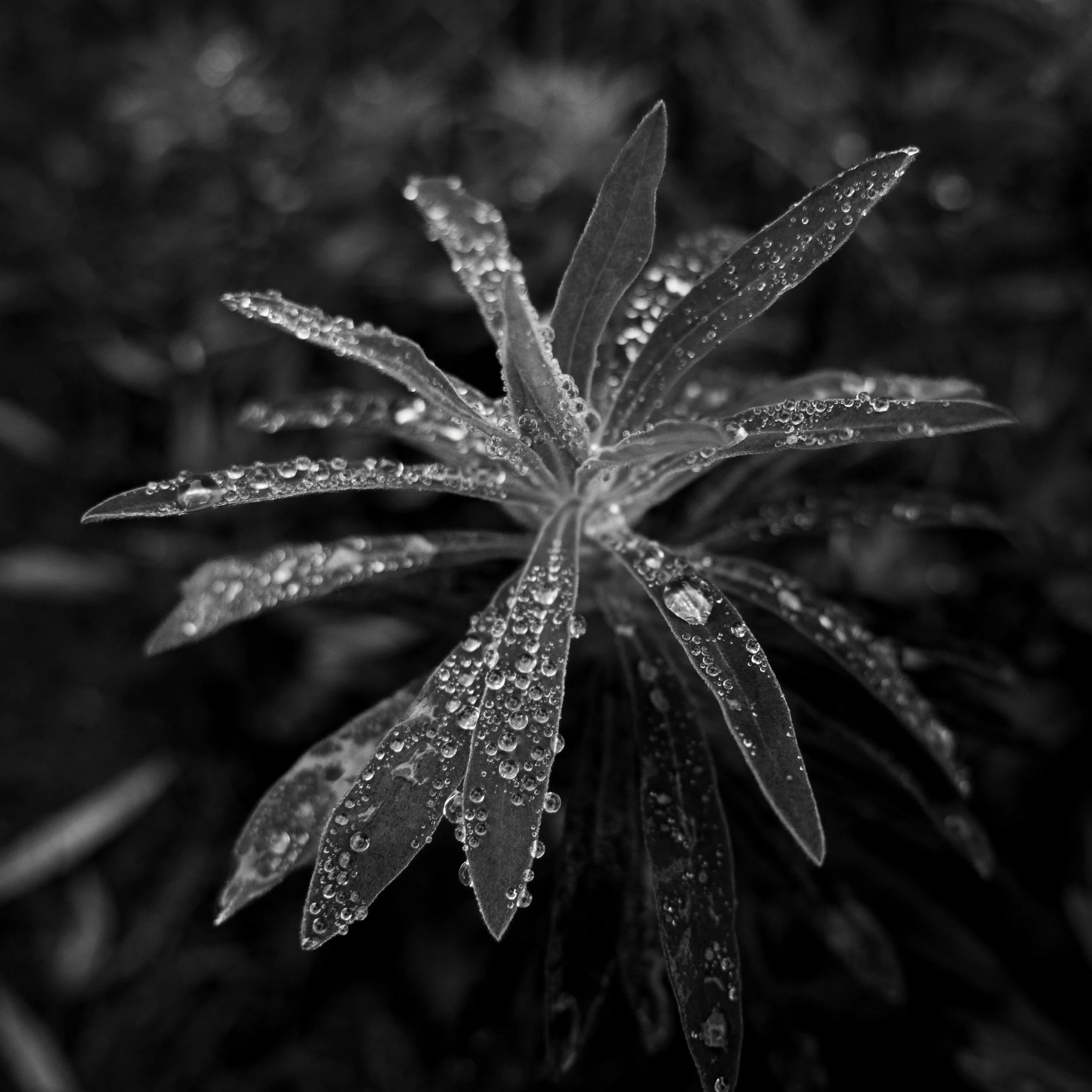 Close-up of botanical plant leaves covered in glistening dew drops, in black and white.