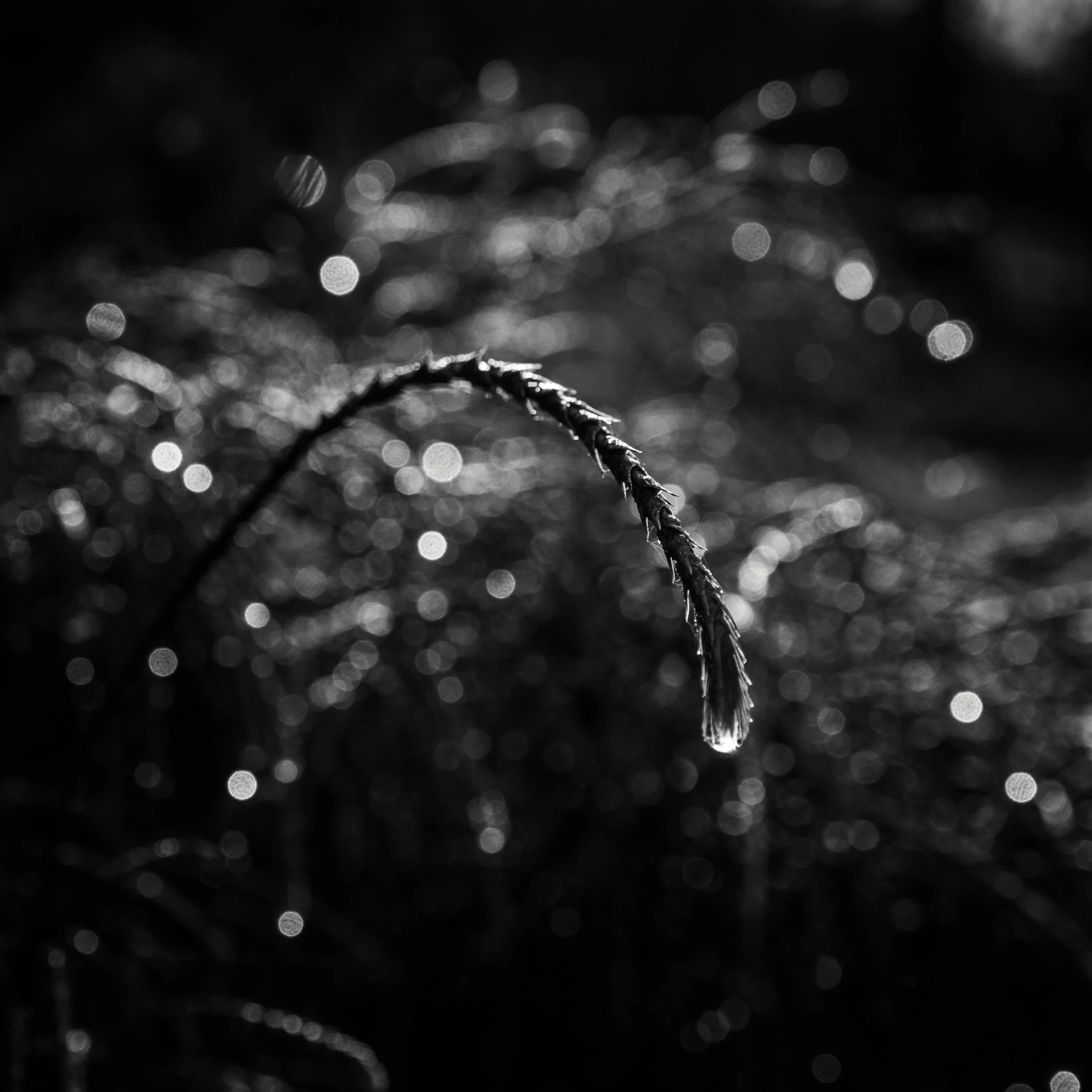 Dramatic black and white macro of a dewdrop hanging from a curved pine needle tip.