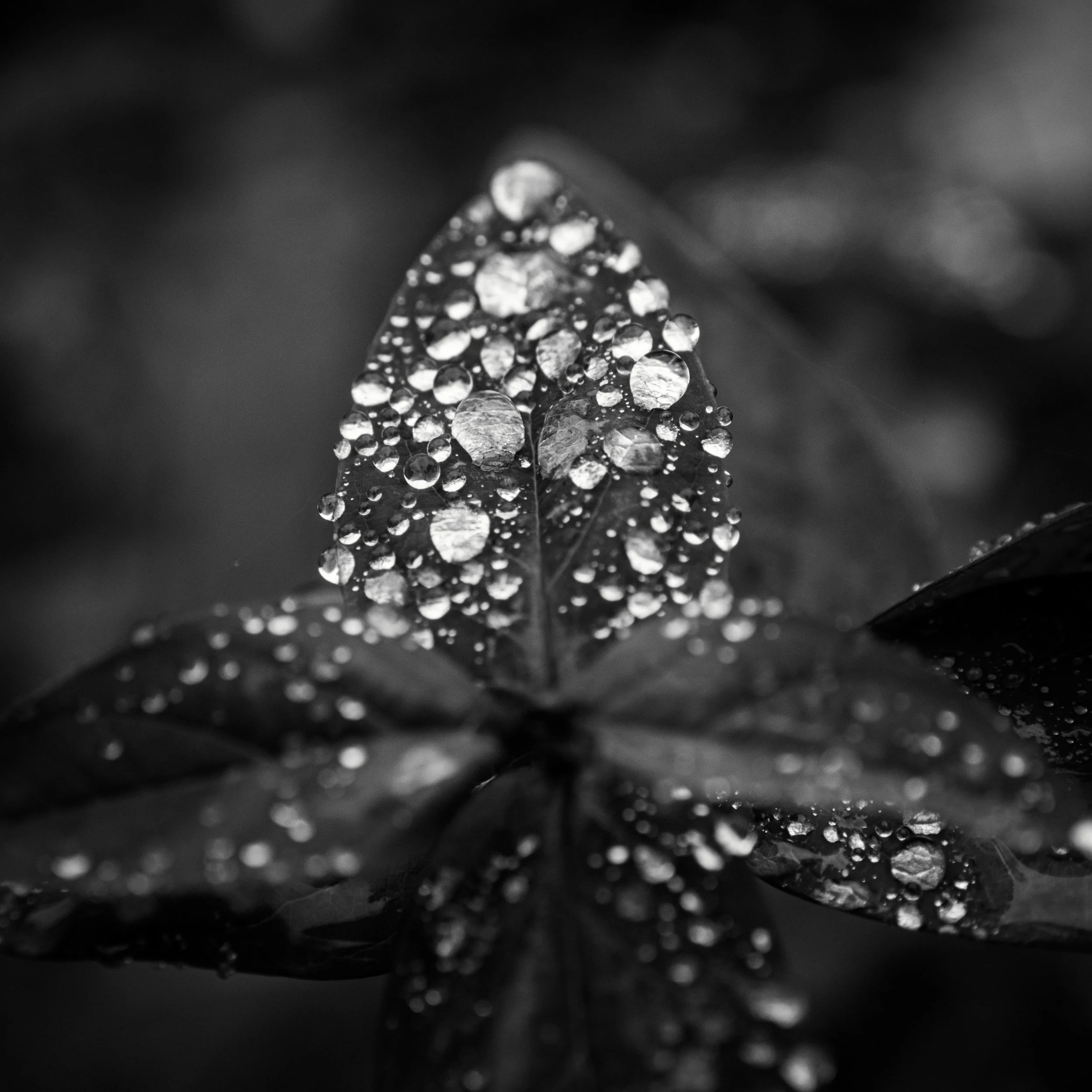 Black and white macro photo showing water droplets clearly beaded on a plant leaf.