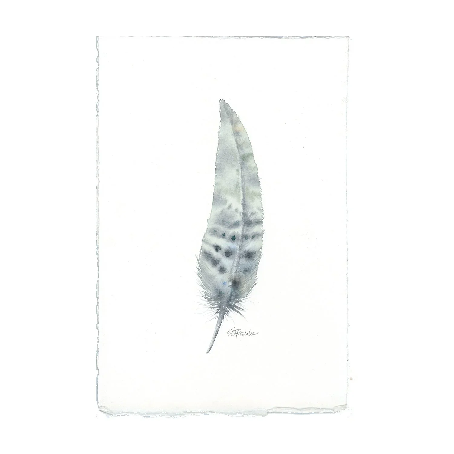 spotted_feather.webp