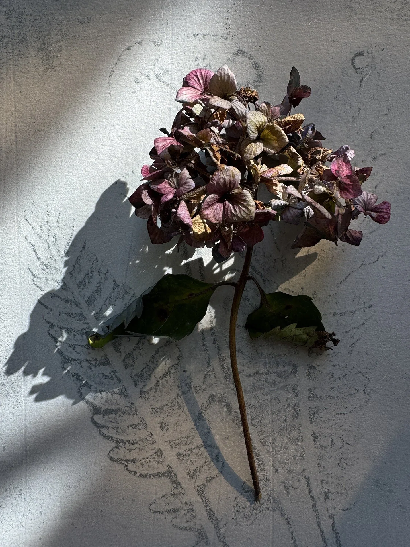 Autumn-Botanicals-ws-07.webp