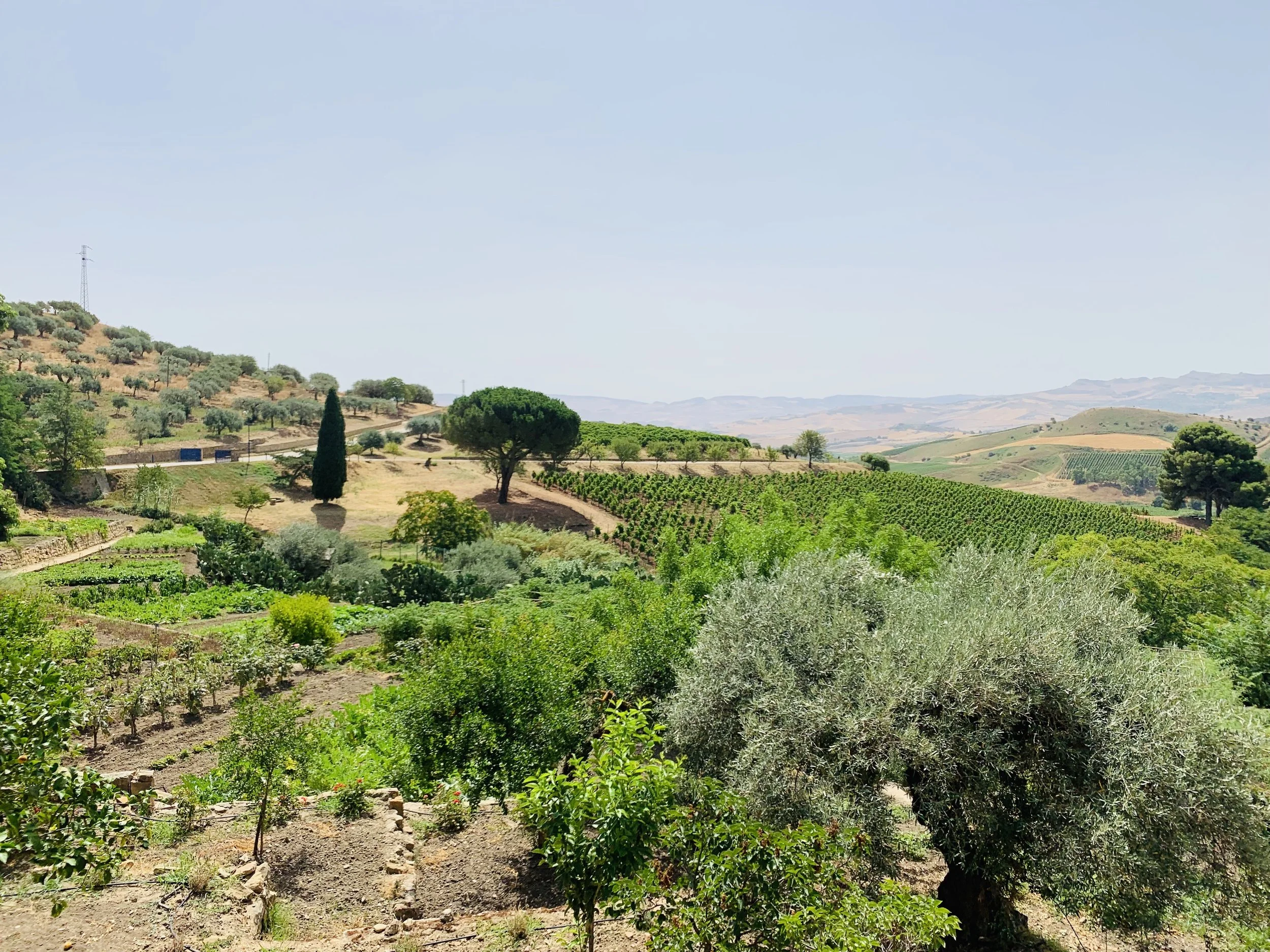Landscape view of a lush green vineyard or farm area with rolling hills and trees under a clear, bright sky.
