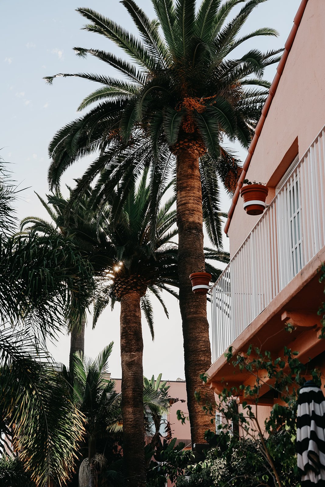 Tall palm trees near a peach-colored building with white railing, potted plants, and a striped umbrella, under a clear sky.
