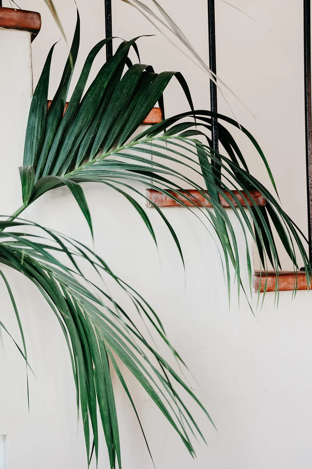 Indoor space with a large green palm plant with long leaves, white wall, and staircase with brick steps.