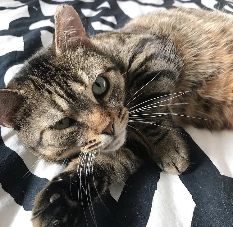 Close-up of our Chief Morale Officer Igor, a tabby cat with green eyes lying on black and white patterned blanket.