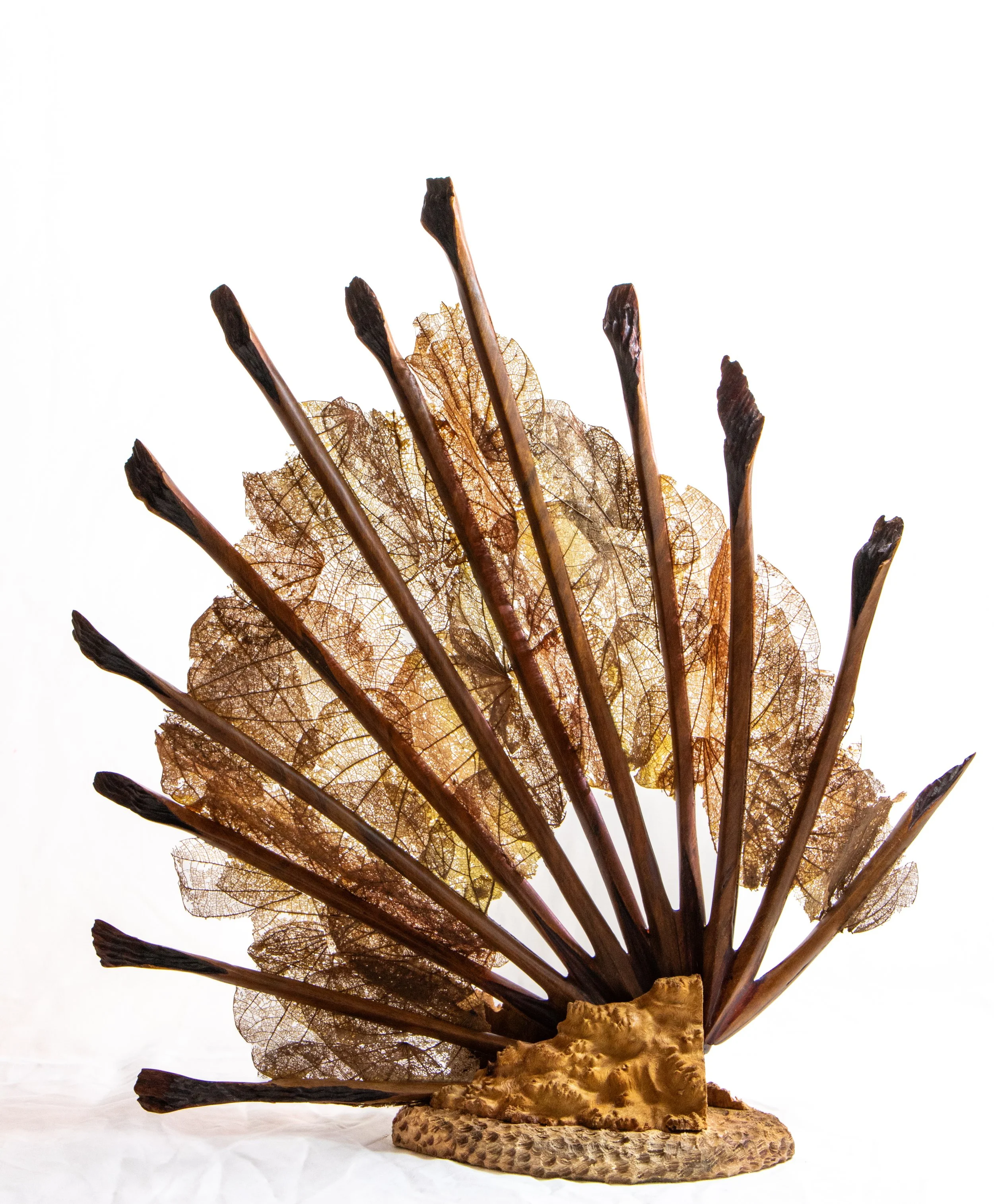 Jeannette M Rein - Australia - "Gorgorian Coral"