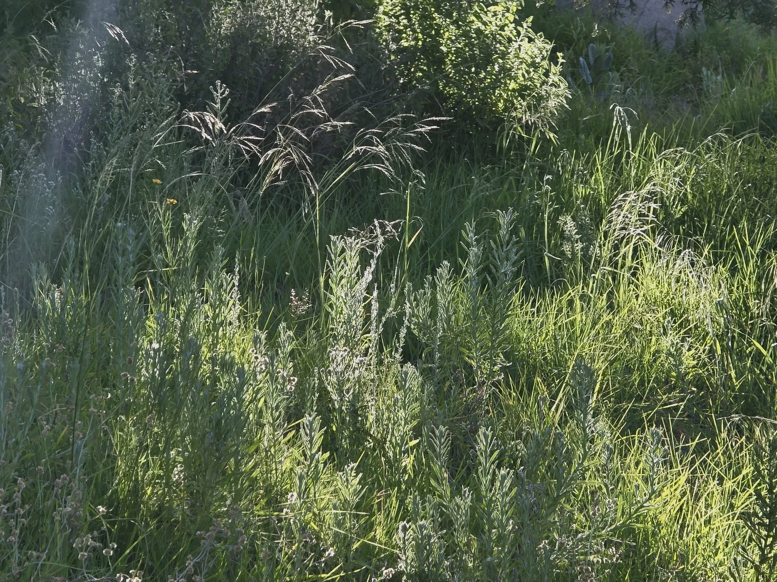 Ensemble of Light & Shadow - Mexico - "Light Melody  Size: 50 x 40 cm ​Technique: Fine Art Print ​Year: 2026.   (Sunlight through Grass): The High-Note Melody (a light, translucent melody of sunbeams)"
