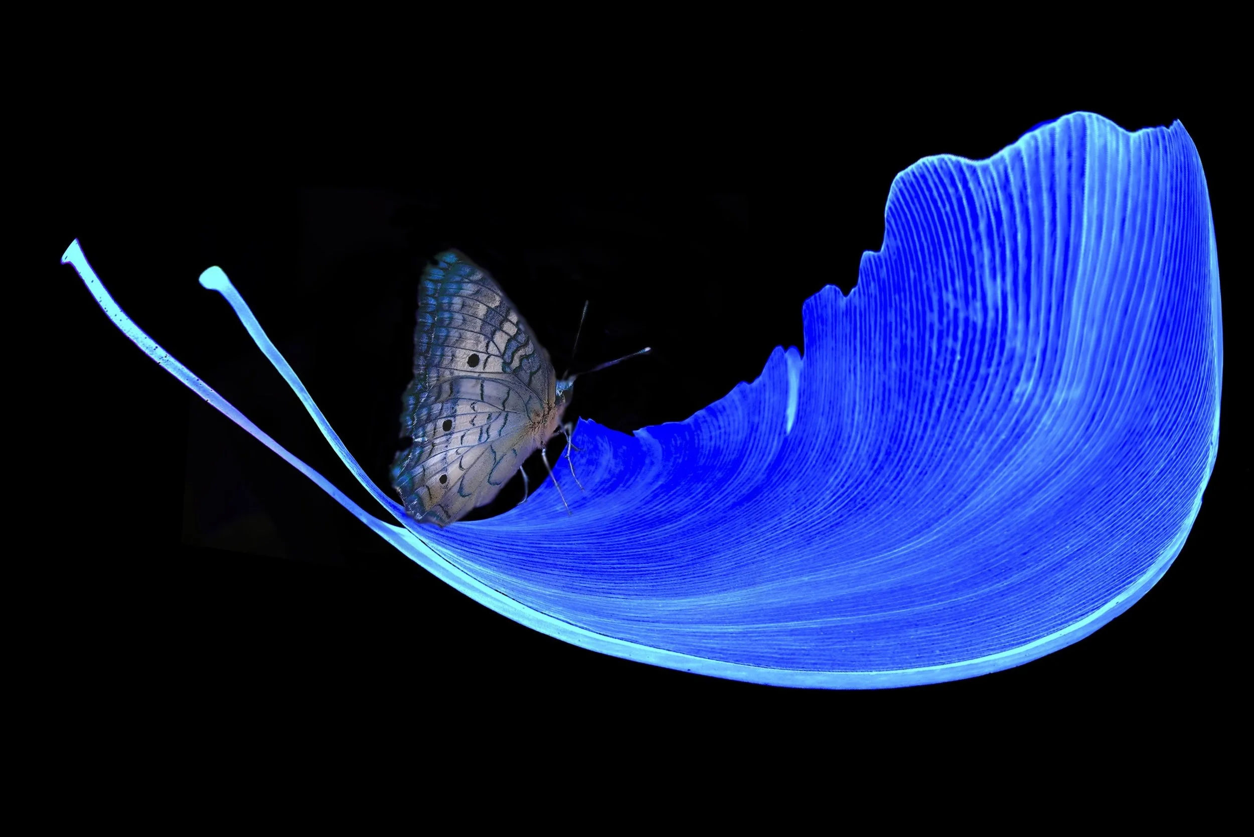Ben De Marco - United States - "Silent Radiance"