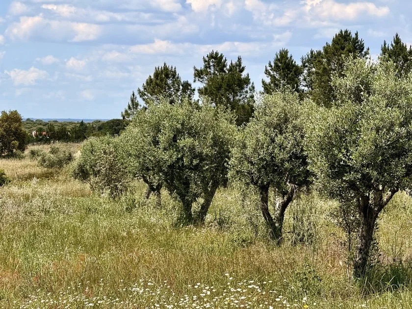 Campo com oliveiras e árvores ao fundo sob céu parcialmente nublado.