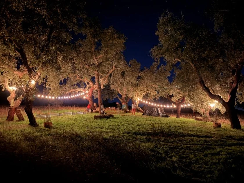Árvore decorada com luzes de corda em uma noite clara, com pessoas ao fundo