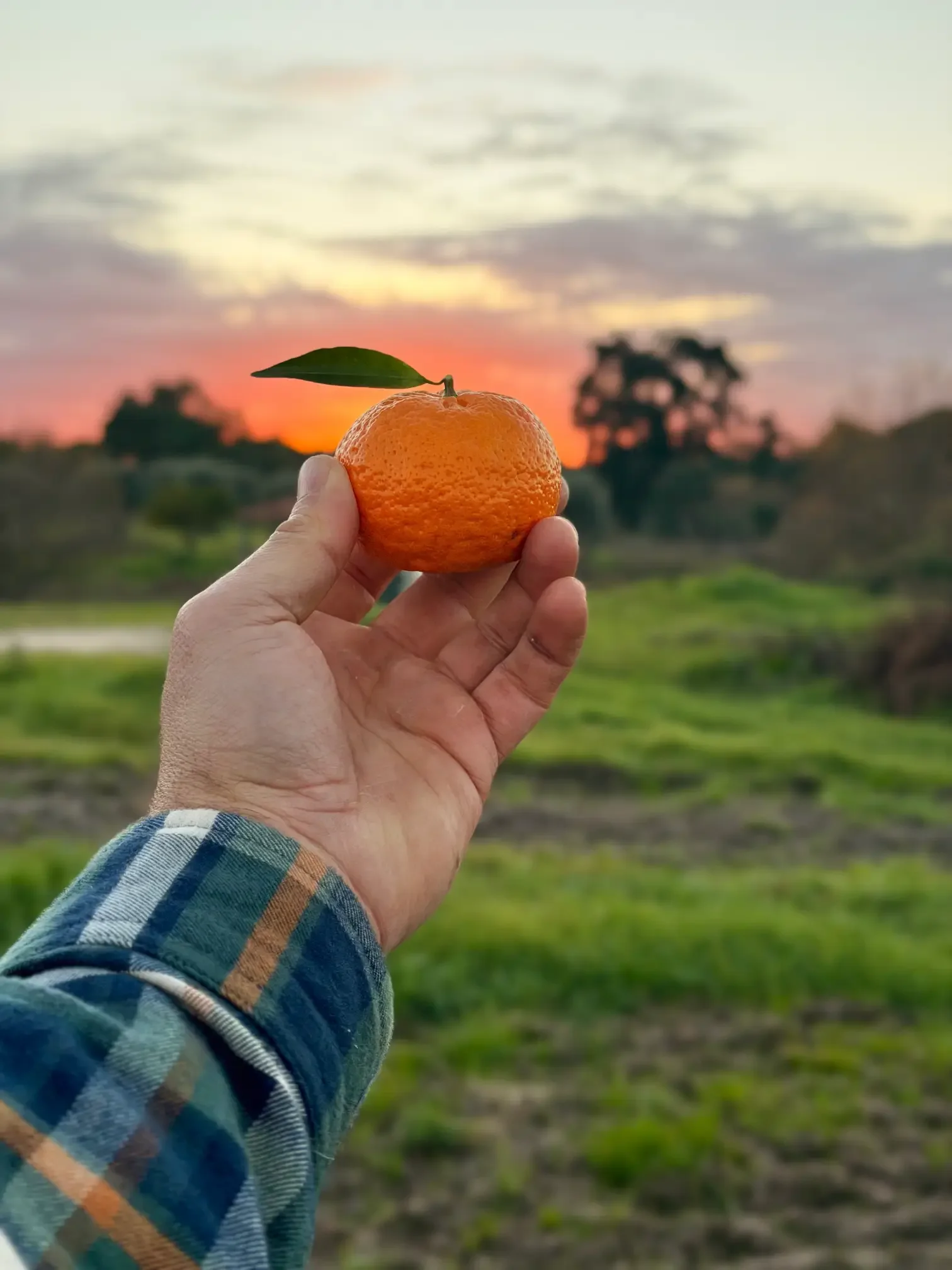 Mão segurando uma tangerina com uma folha, ao pôr do sol ao fundo.