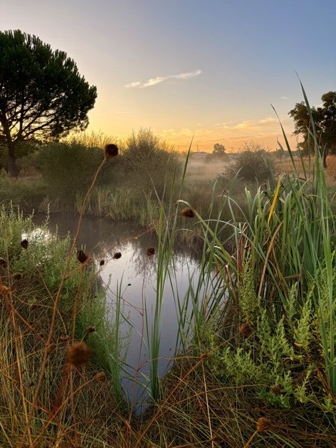 Cenário de rio ao entardecer com vegetação densa e árvores ao fundo, céu com cores quentes do pôr do sol.