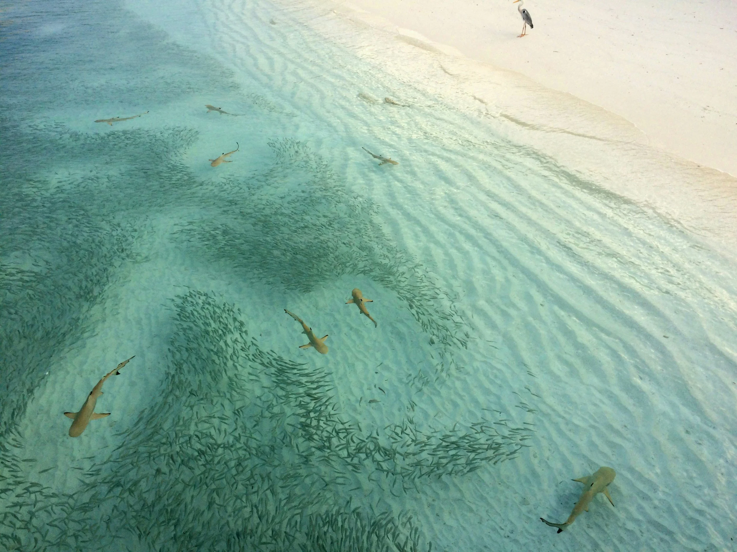 School of small fish swimming in clear turquoise water, near the sandy shore where a heron is standing.