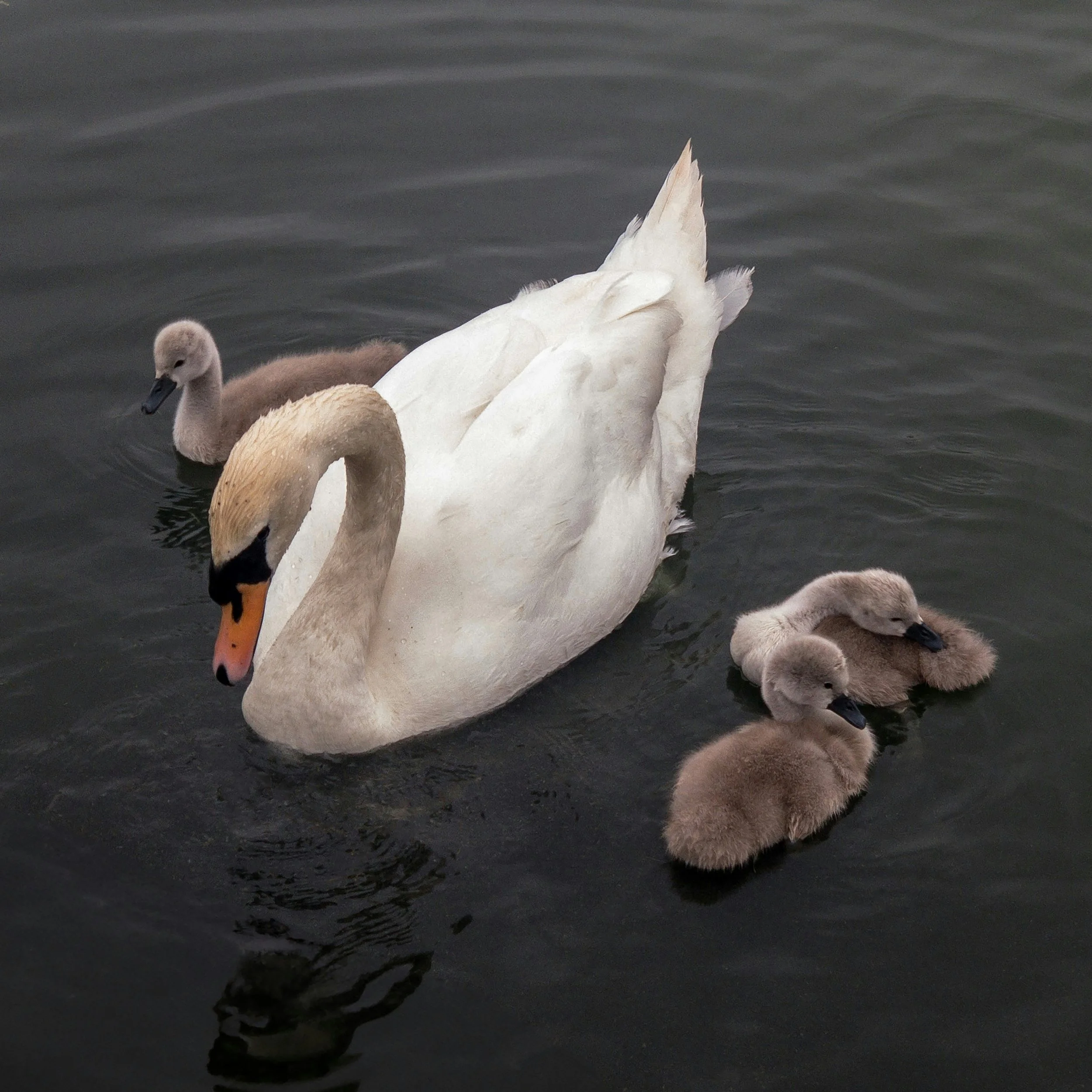 A white adult swan with orange beakSwimming with three gray cygnets in dark water.