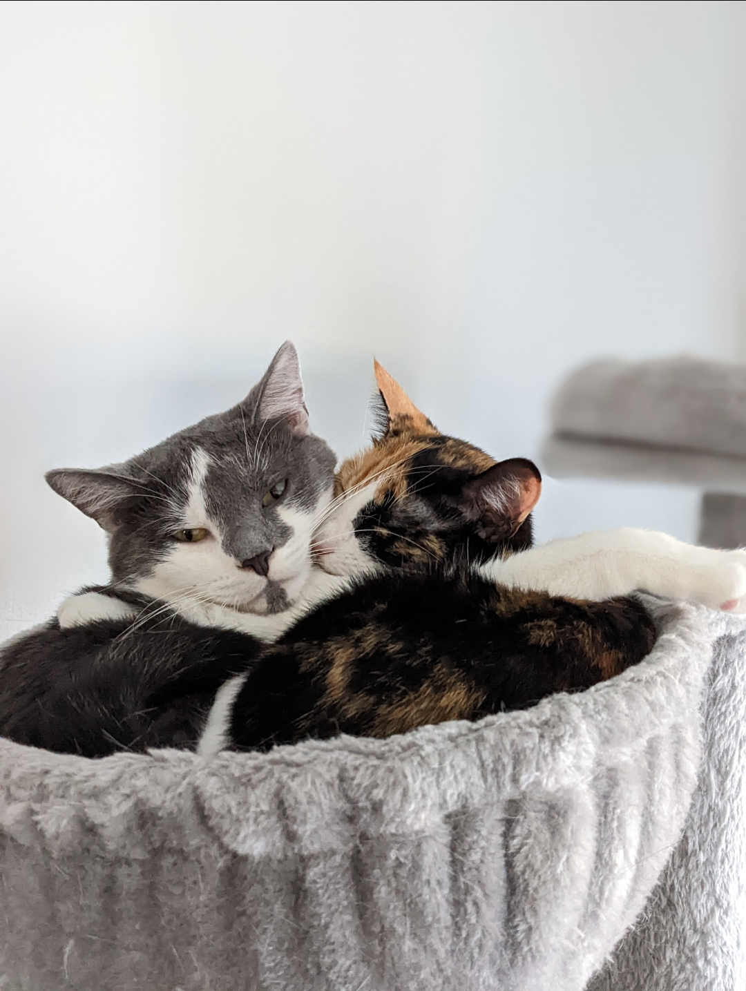 Two cats cuddling in a soft, gray-colored bed, one gray and white, the other a calico with black, orange, and white fur.