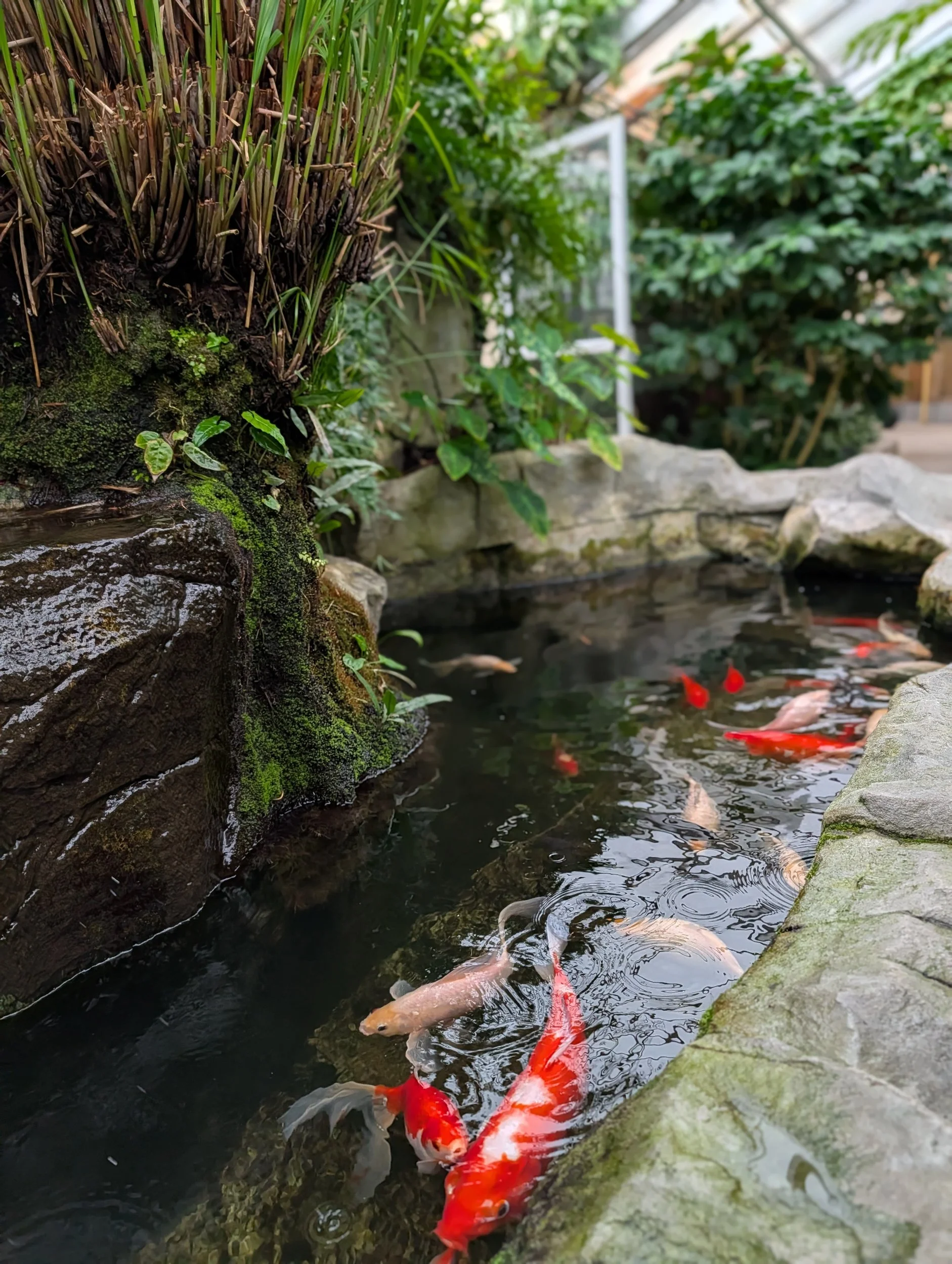 Koi fish swimming in a small pond surrounded by rocks and greenery.