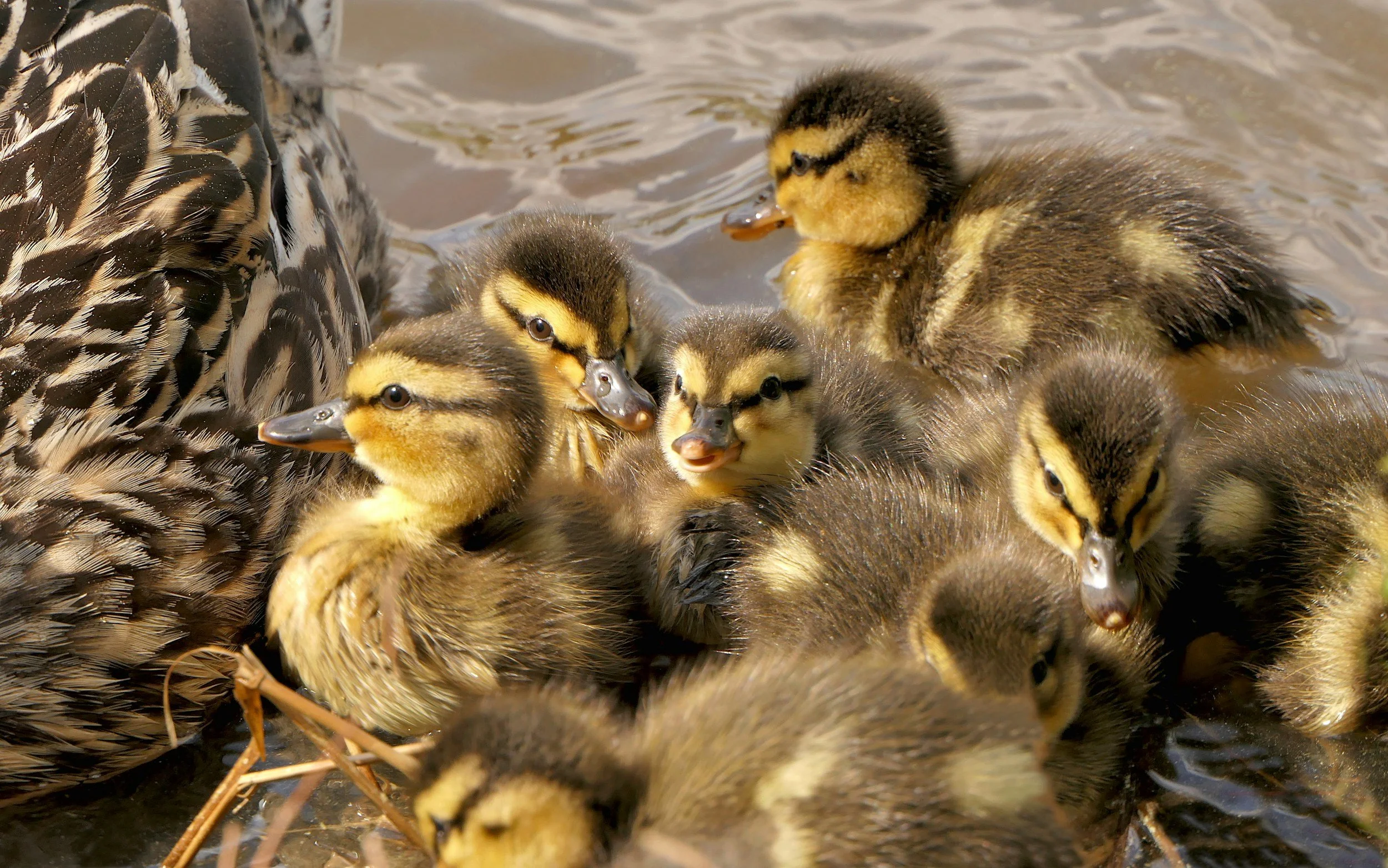 Group of ducklings swimming in water near adult duck.