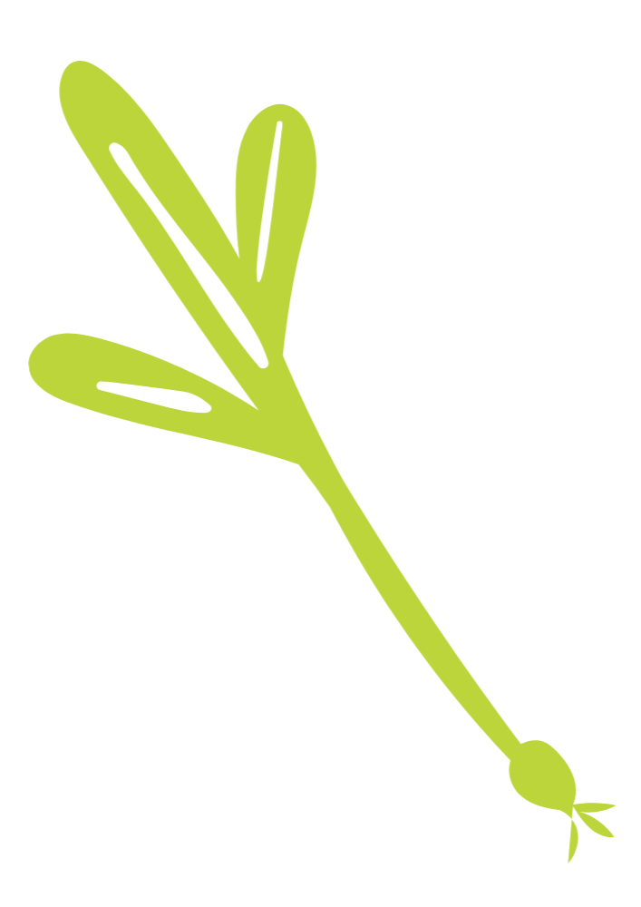 Illustration of a ramp with a long stem and leaves.