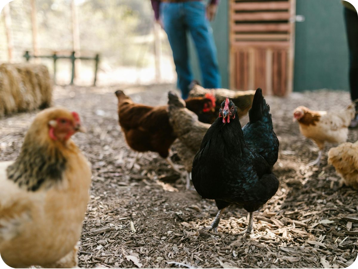 Several chickens, including a black one in the foreground, roaming on wood chip ground inside a farm enclosure with people in the background.