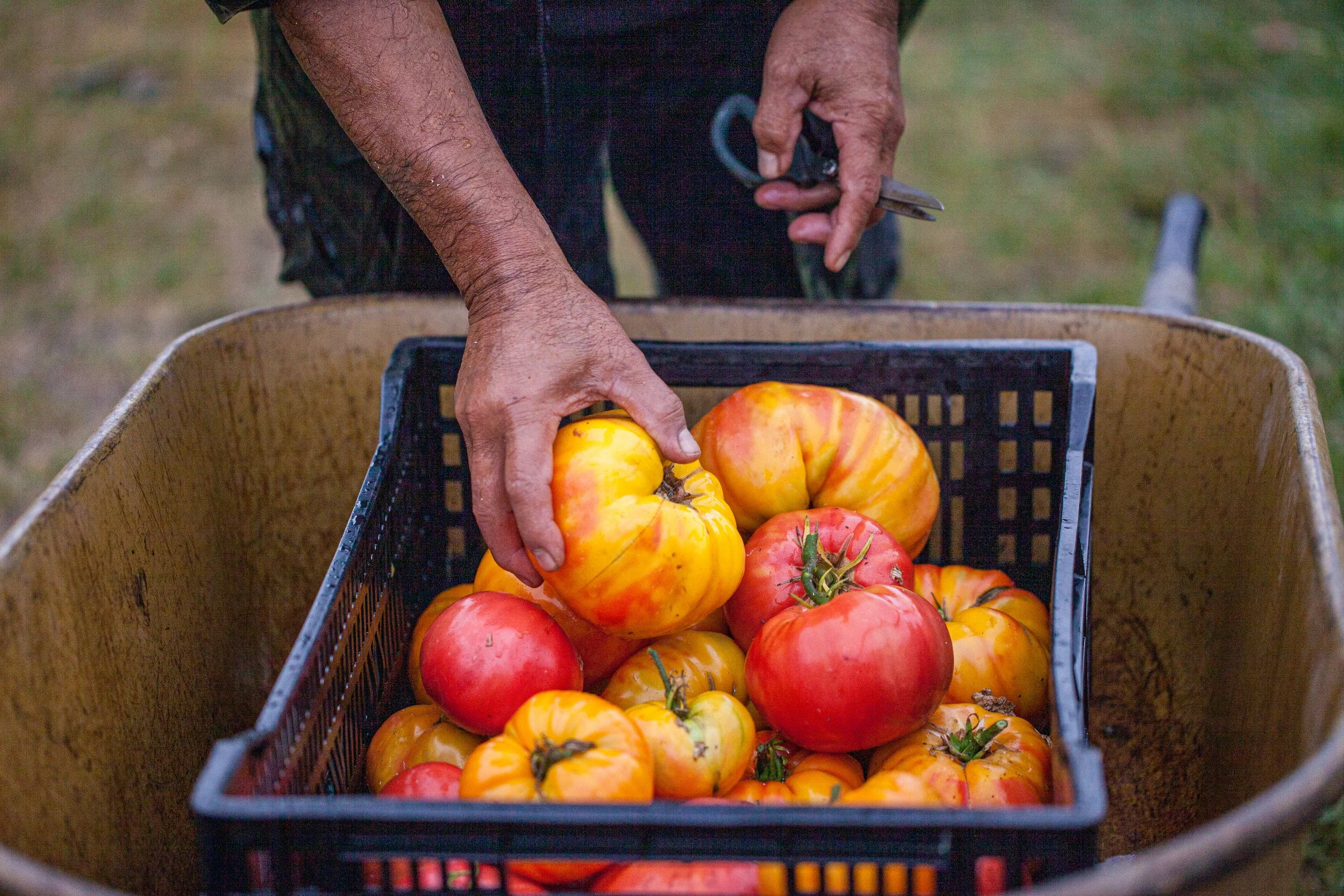 A person harvesting ripe tomatoes from a garden, placing them into a large wheelbarrow.