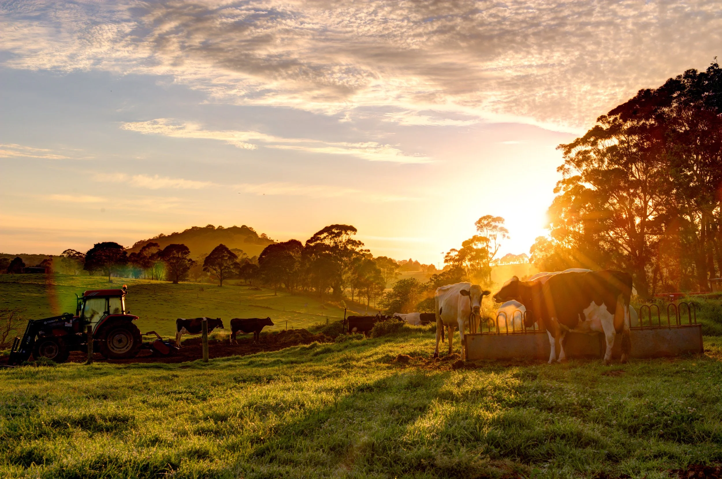 Cows grazing on a farm at sunset with a tractor in the background and trees on a hilly landscape.