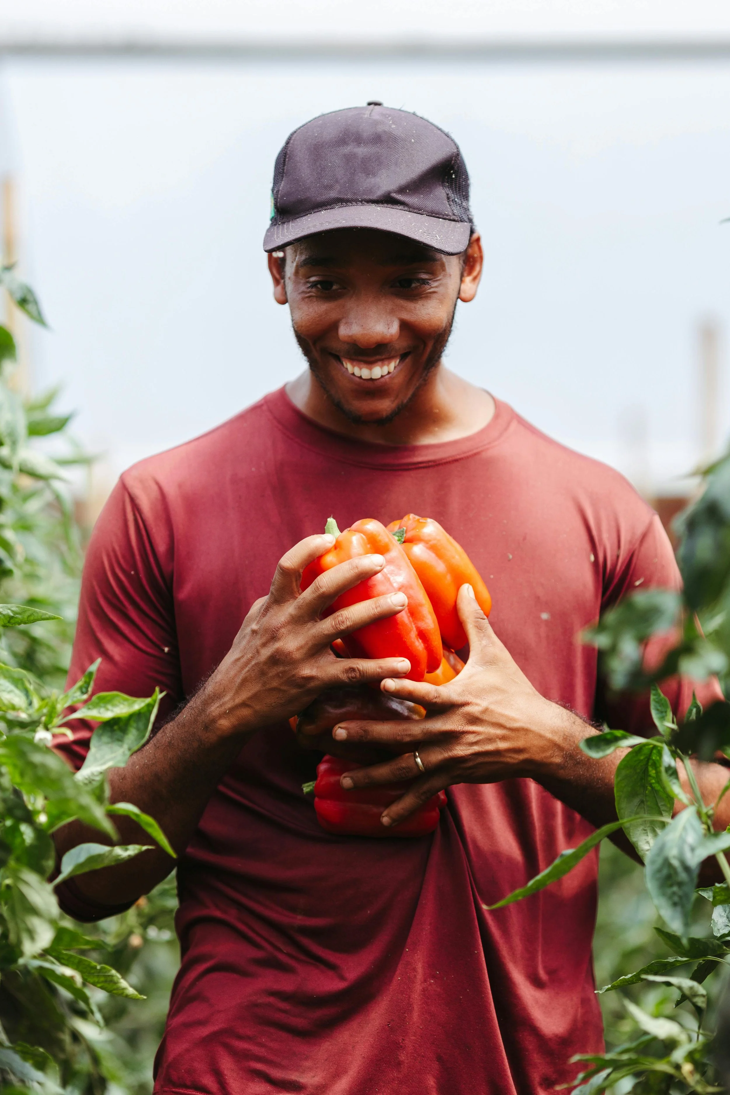 A smiling man in a maroon shirt and baseball cap holding red and orange bell peppers in a greenhouse or garden.