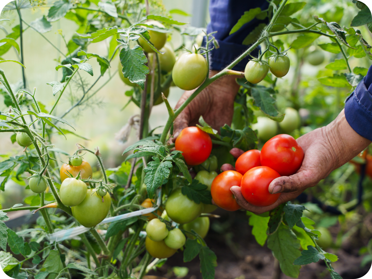 Person harvesting ripe and unripe tomatoes from a tomato plant in a greenhouse or garden.
