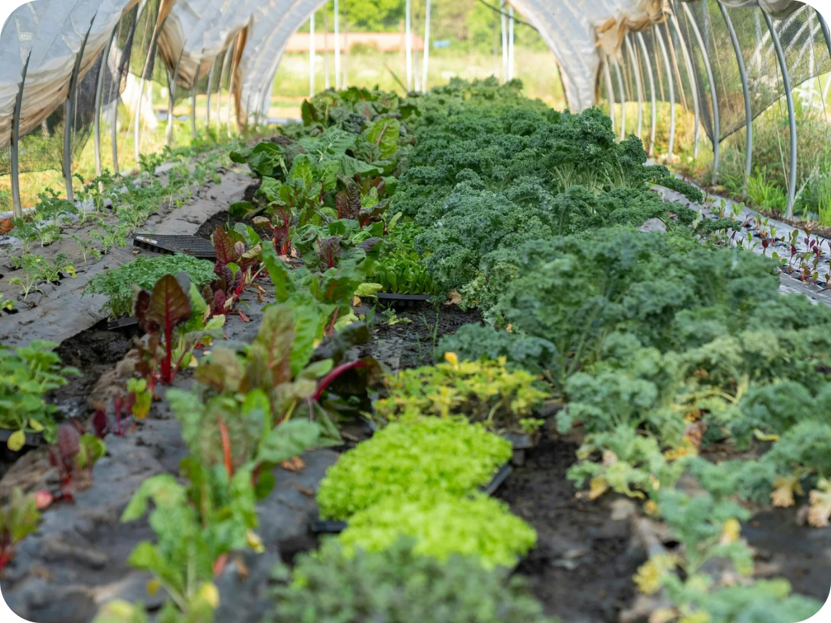 Rows of leafy greens and lettuce growing in a greenhouse, with a tunnel-like plastic covering overhead.