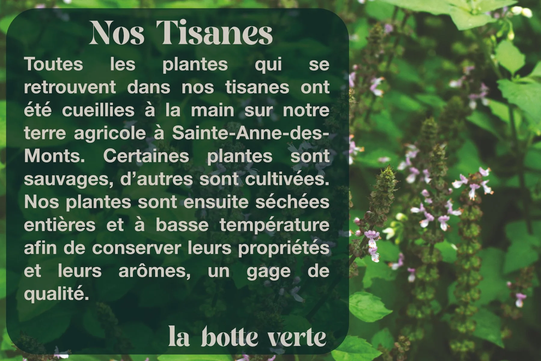 tisanes mp.jpg