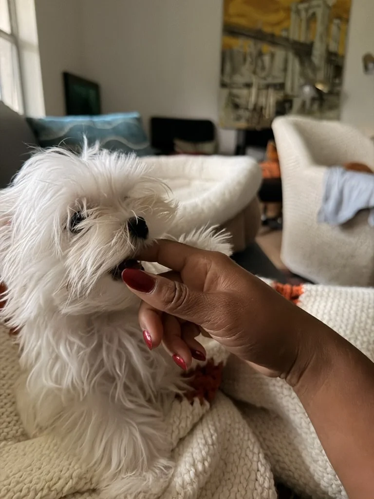 The 10 Most Common Pet-Care Mistakes (and How to Avoid Them)