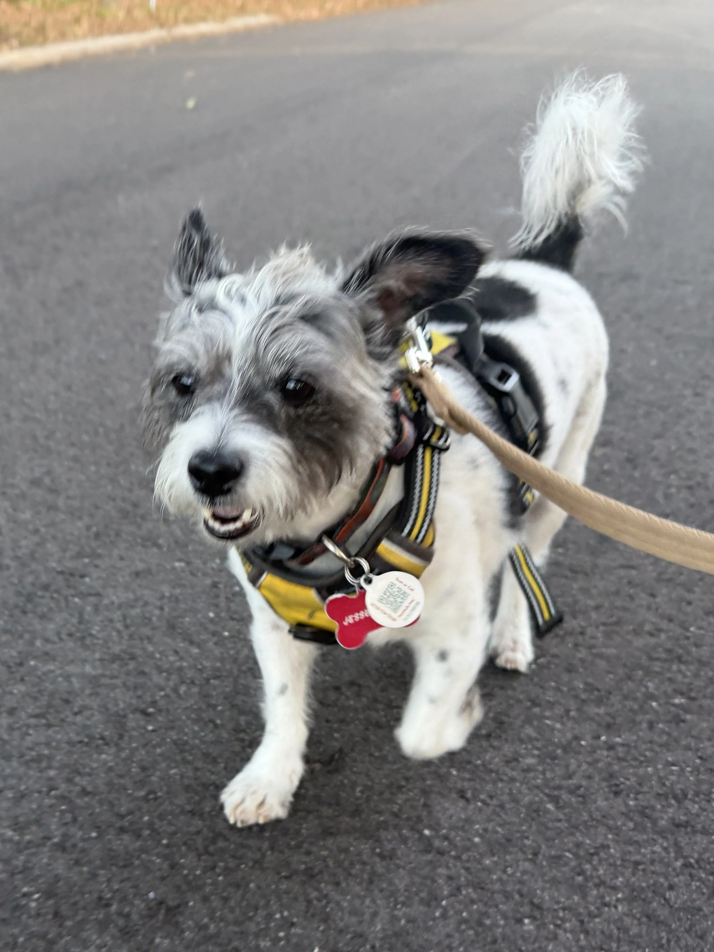 Why Your Dog Needs a Midday Walk (Even If You Work From Home)