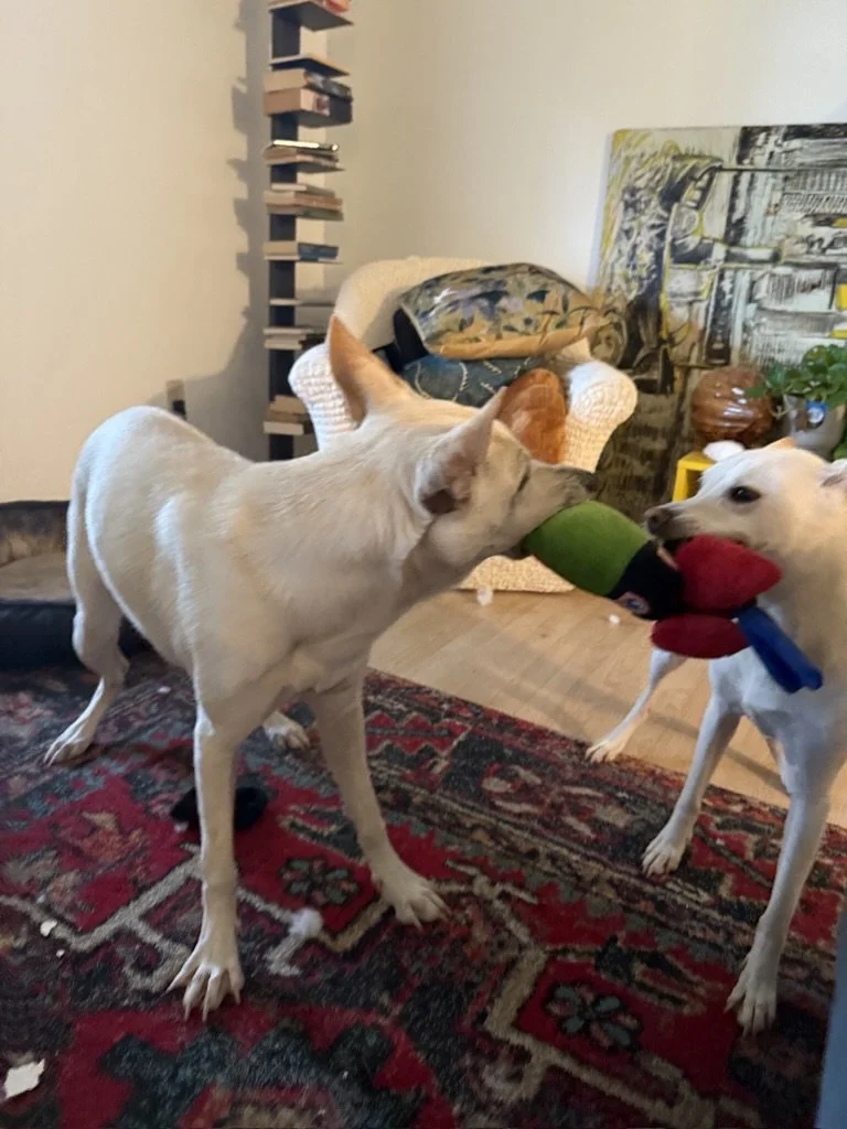 66E3CC78-1B32-44EA-A40B-CD42583BBADF_1_105_c (1).jpeg