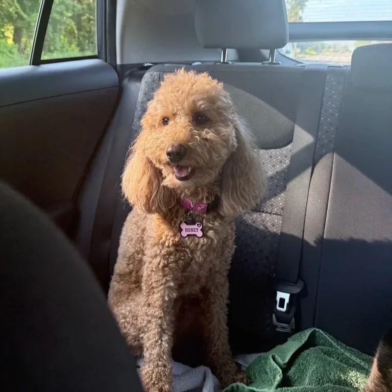 Pet Transport