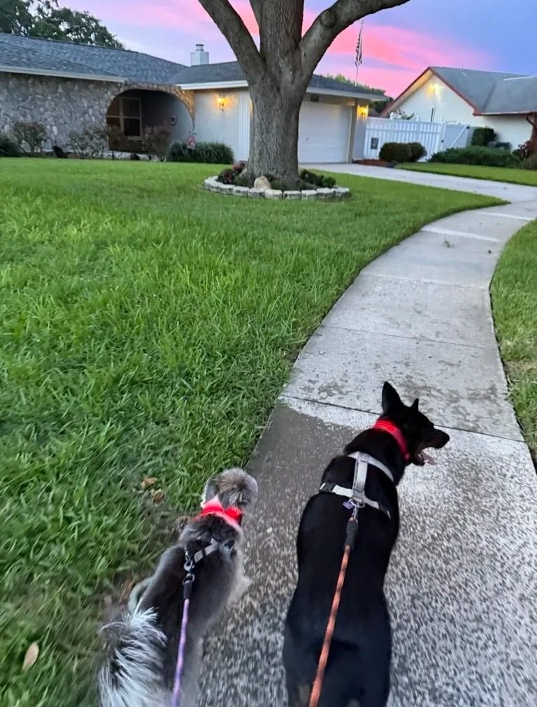 Pet Drop-In  and Walking