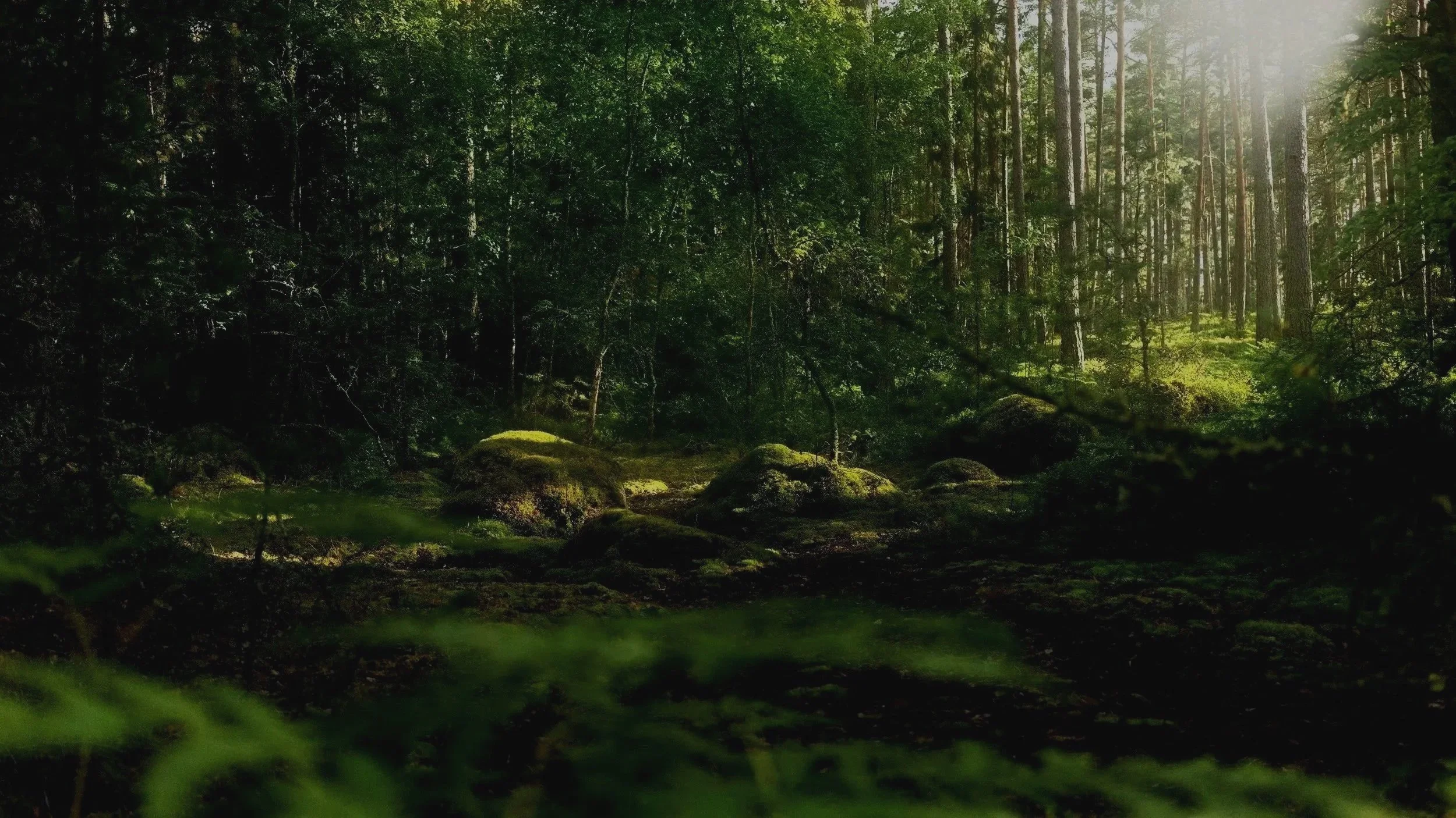 Une forêt dense avec des arbres verts et des rochers recouverts de mousse, baignée par la lumière du soleil filtrant à travers le feuillage.